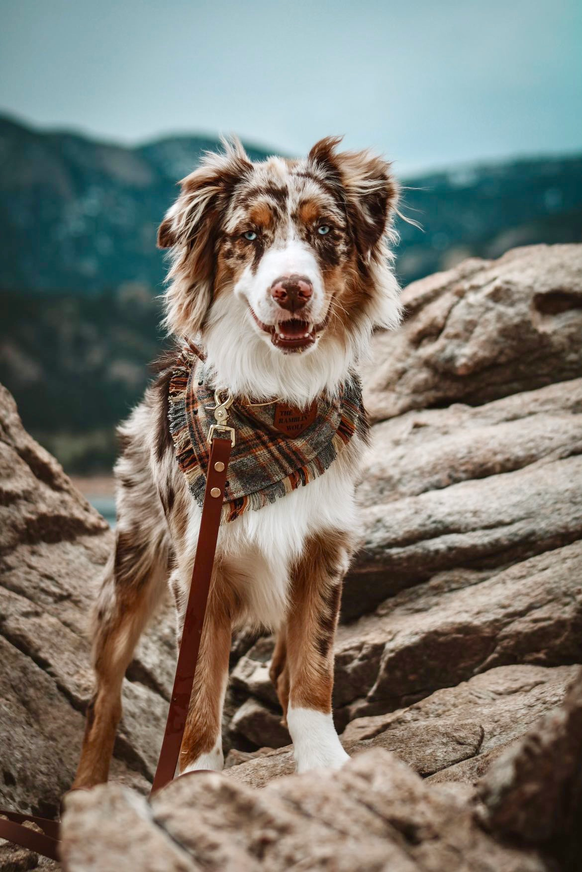 BioThane Leashes