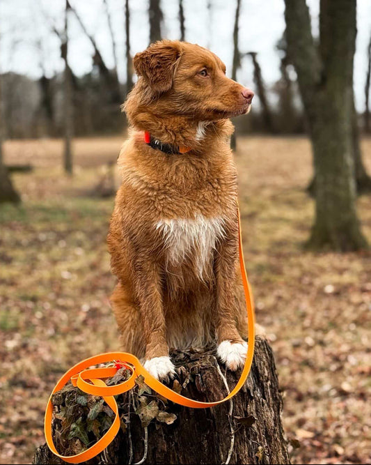 An auburn Duck Troller Dog sitting on a log with an orange leash and a Fi collar on