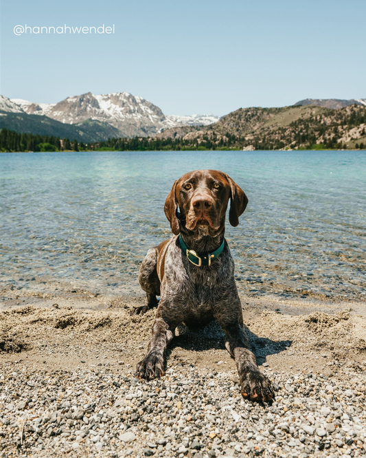 Dog laying on a rocky beach with mountains and a lake in the background. The dog is brown and white and wearing a Classic Evergreen collared Classic Collar with Gold Hardware.