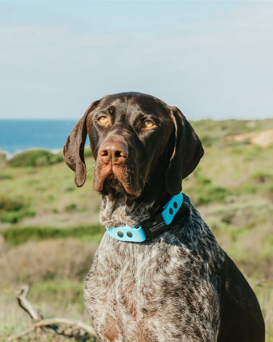 A dog sitting in front of the ocean with a Glacier Blue Quick Release Collar.