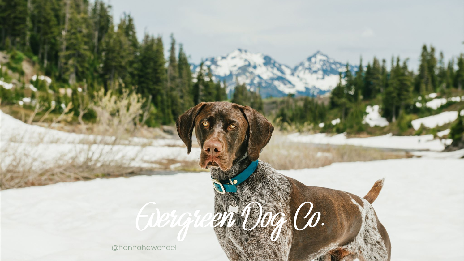 A picture of a white and brown dog standing in front of a snowy mountain staring at the camera. The dog is wearing a Classic Evergreen BioThane collar and there is cursive font for "Evergreen Dog Co" with a tag for the photographer Hannah Wendel.