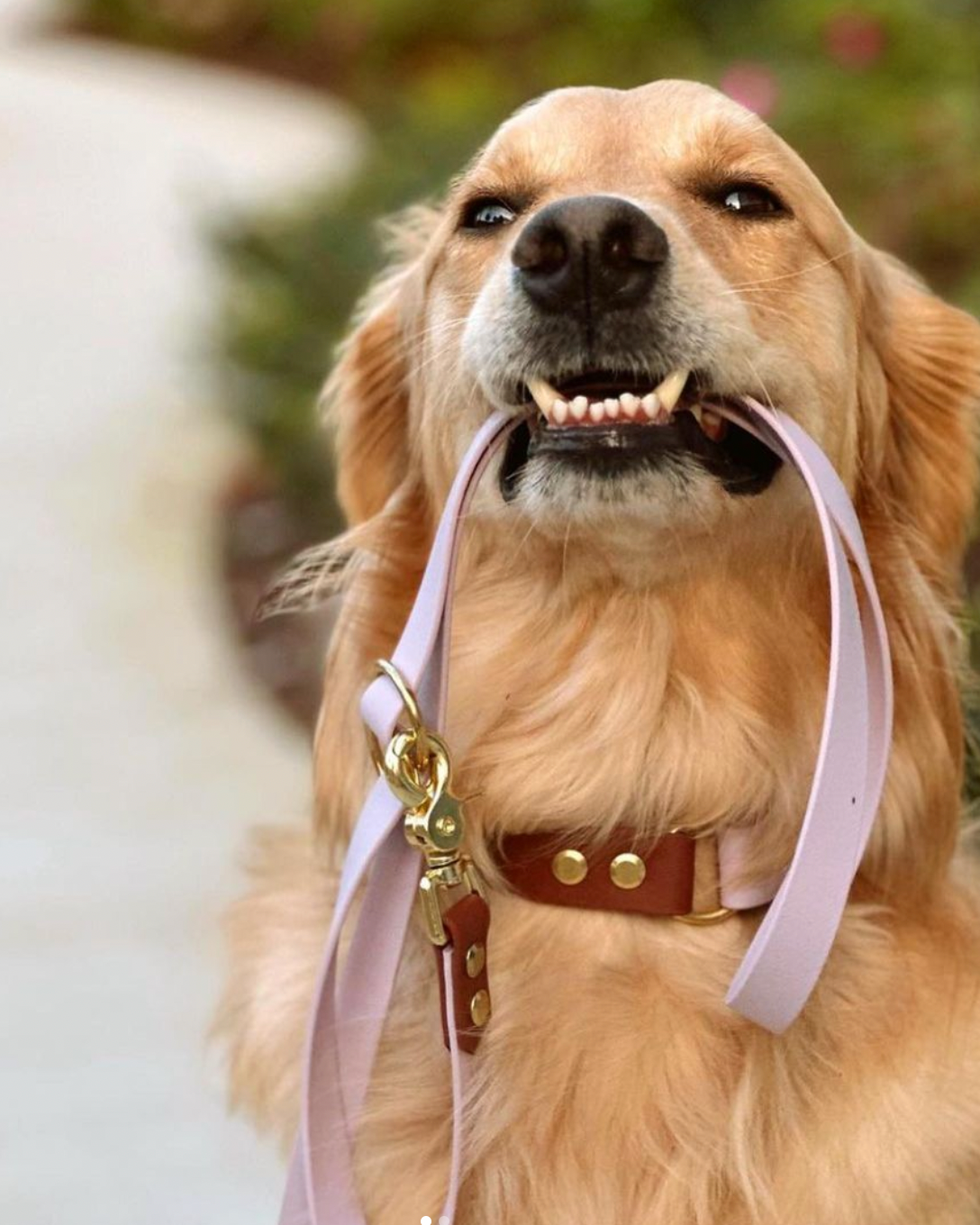 A golden retriever holding a lilac and brown BioThane leash in their mouth.