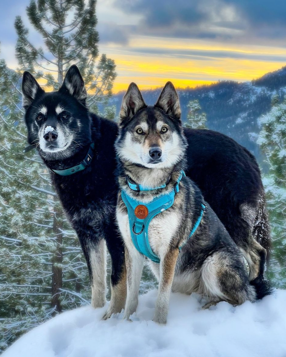 Two huskies staring towards the camera with light blue dog gear. Pine trees in the background and snow is on the ground.