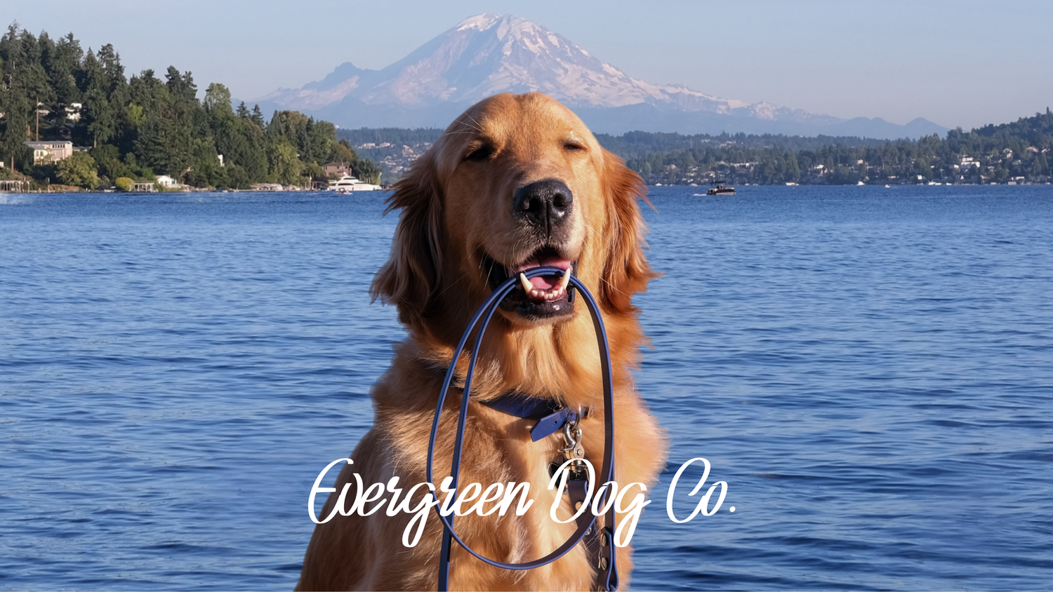 A golden retriever holding a Navy Blue Classic Leash in his mouth standing in front of a large lake with Mt. Rainier in the background