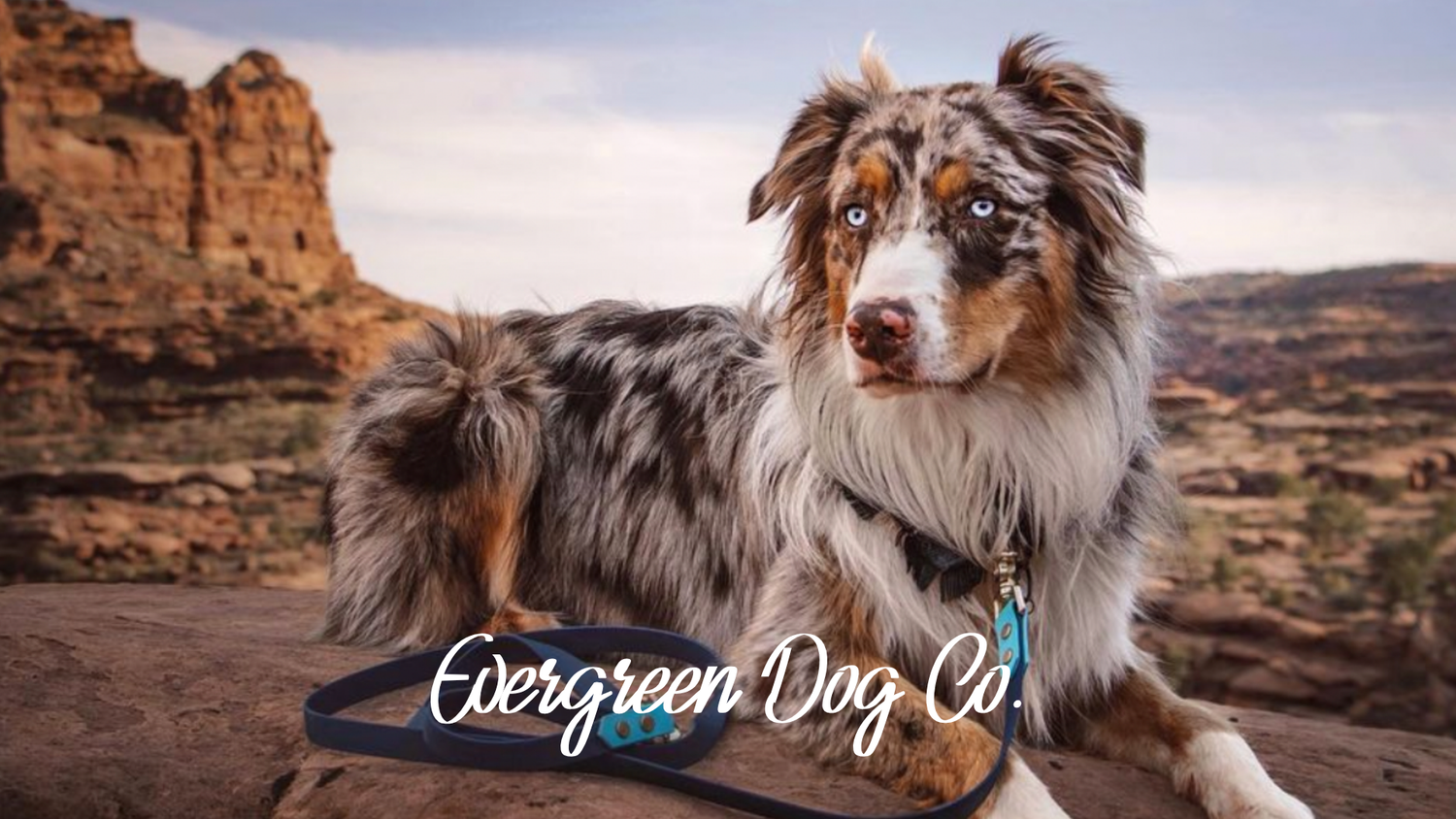 Dog with a BioThane collar on a rock with 'Evergreen Dog Co.' branding font