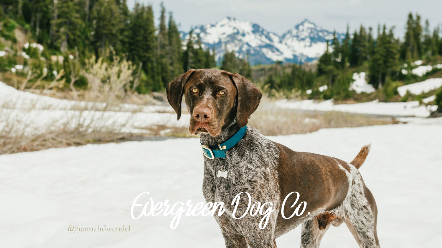 Dog standing in a snowy landscape with mountains in the background, branded 'Evergreen Dog Co'.