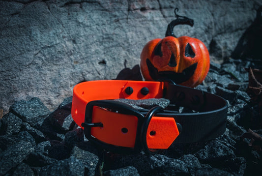 A blaze orange and Matte Black collar with a pumpkin in the background