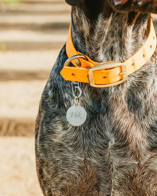 Dog wearing an Tangerine Orange collar with a Stainless Steel tag on a wooden staircase