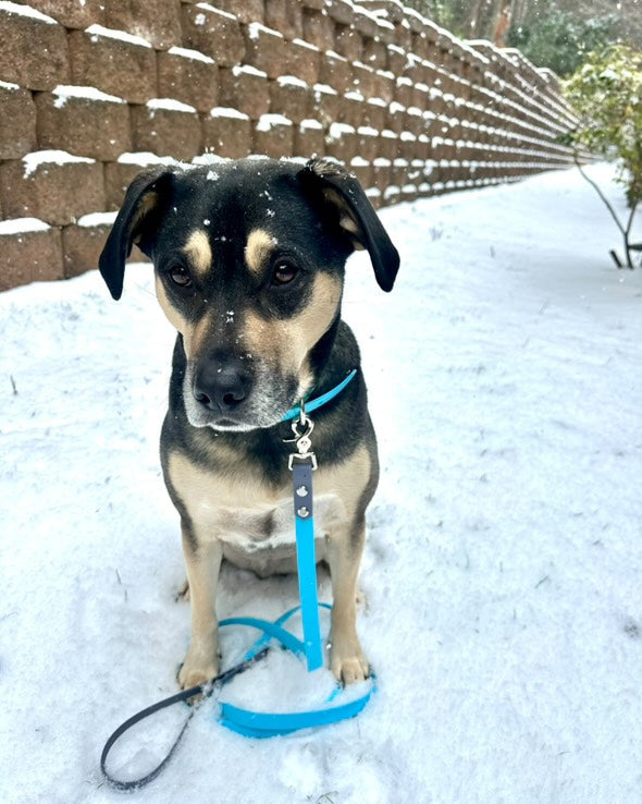 A black and brown dog sitting in the snow in front of a bring wall wearing a classic two-tone leash that is Glacier Blue and Stormy Grey.