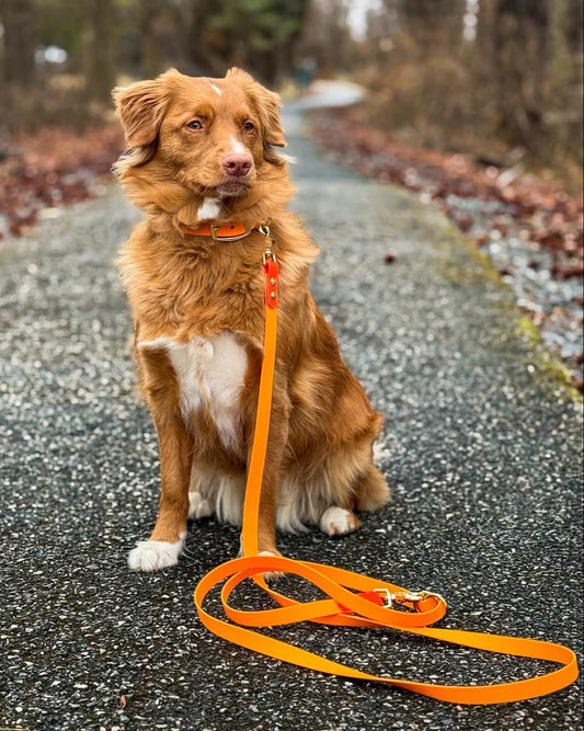 Dog sitting on a path with a Tangerine Orange Multi-Way leash attached, surrounded by nature.