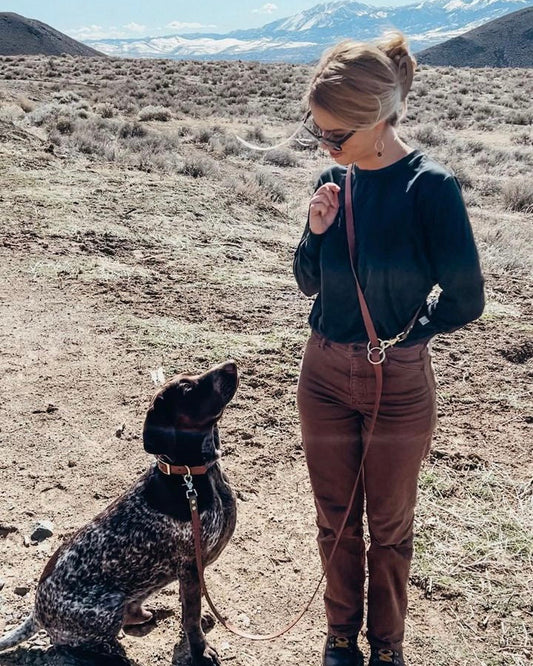 Black and white dog with a brown BioThane leash and collar set looking up at their owner.