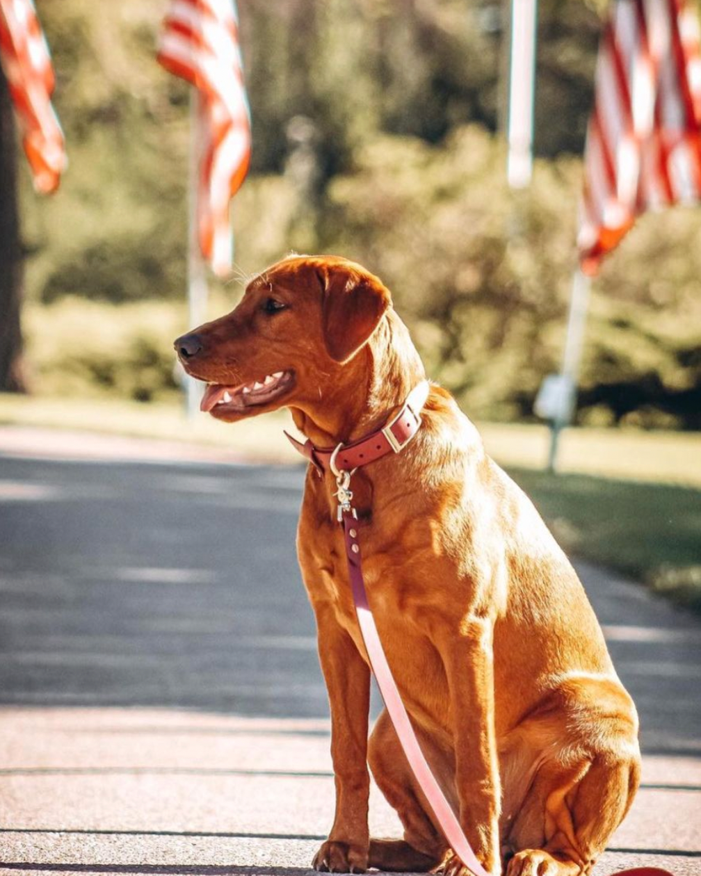 A brown dog with a merlot colored leash and collar set with American flags in the background.