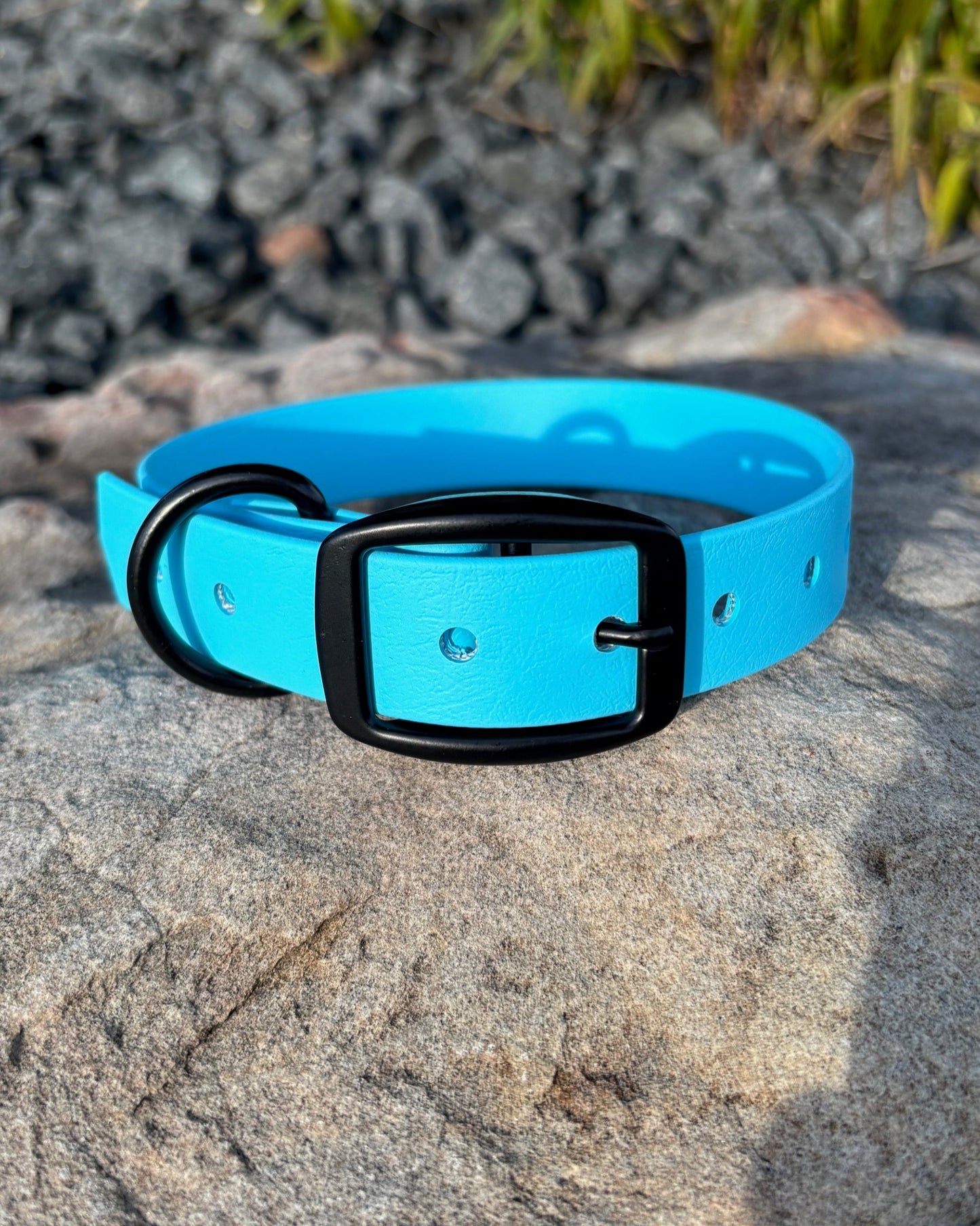 A Glacier Blue classic collar with black hardware is sitting on a rock on a sunny day.