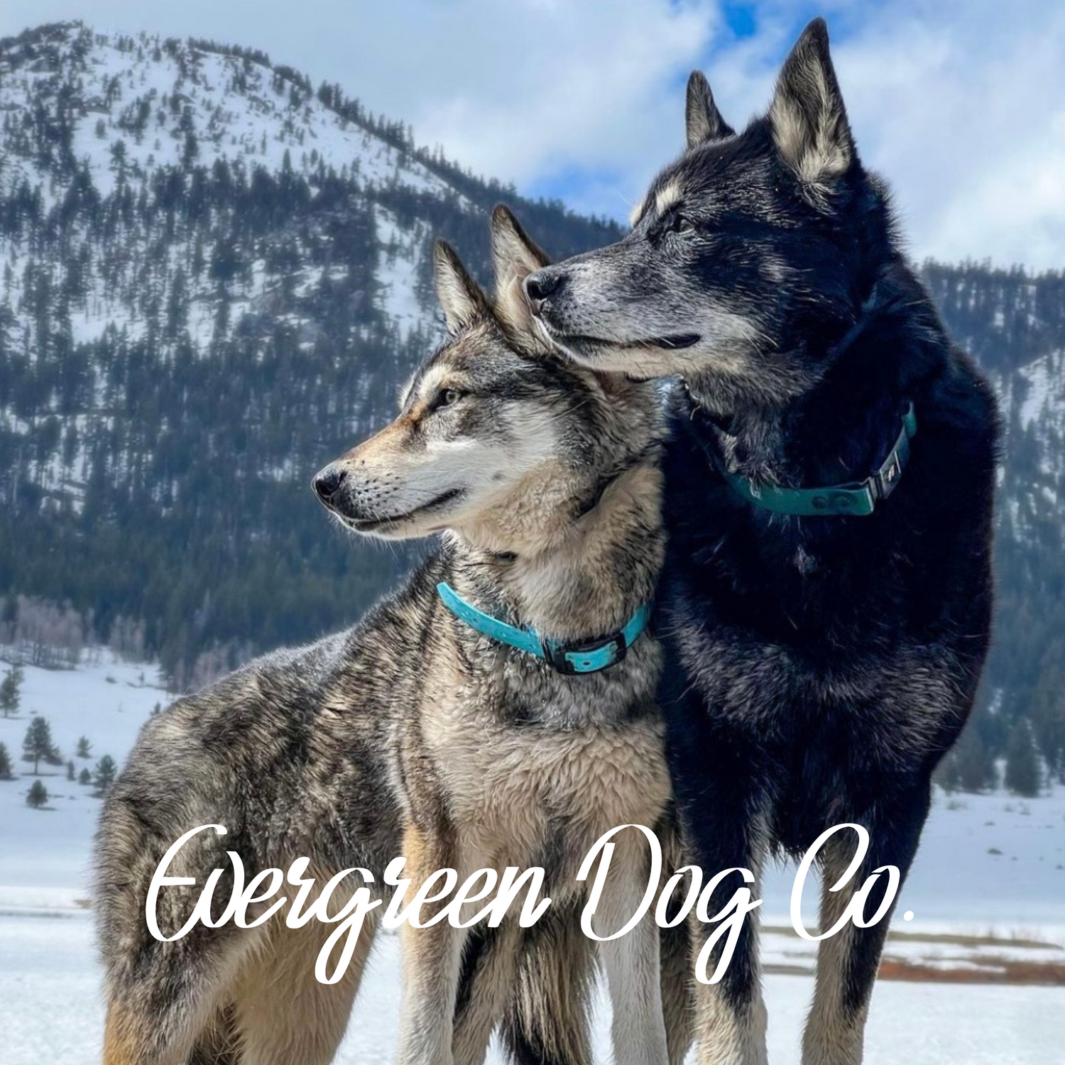 Two huskies side by side staring to the left in front of rolling hills with snow on the ground. They are wearing blue Fi collars.