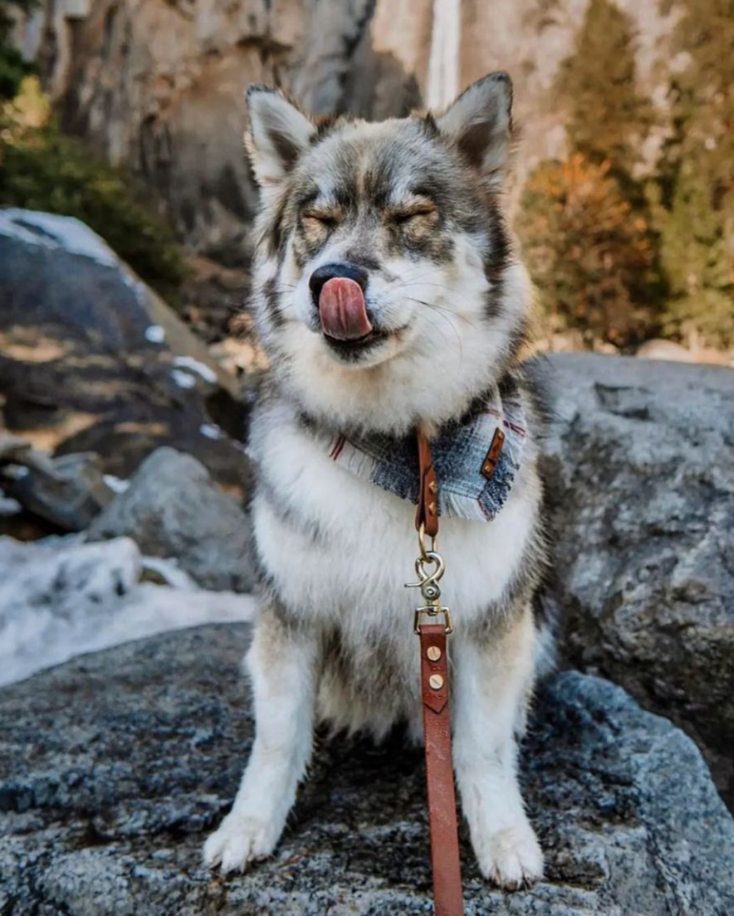 A husky sitting on a rock with a brown BioThane leash.