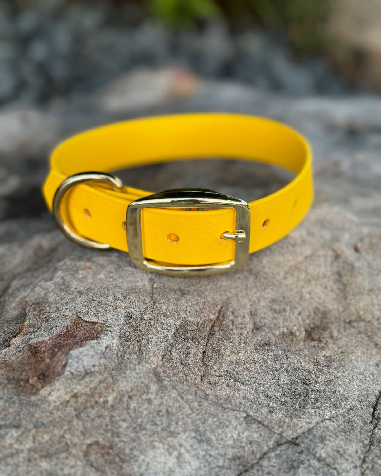 A Sunshine Yellow classic collar sitting on a rock