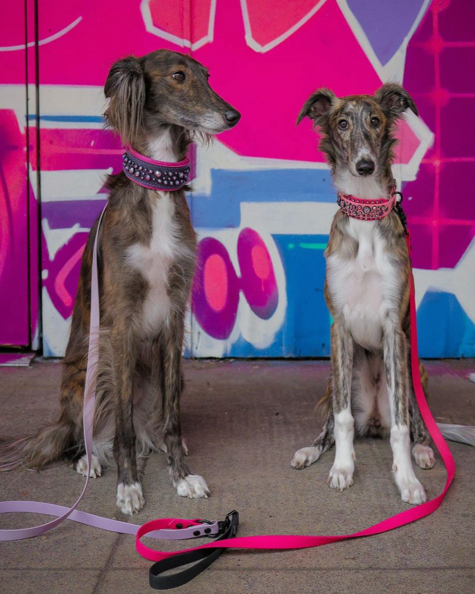 Two dogs with bedazzled collars and matching lilac and hot pink leashes.