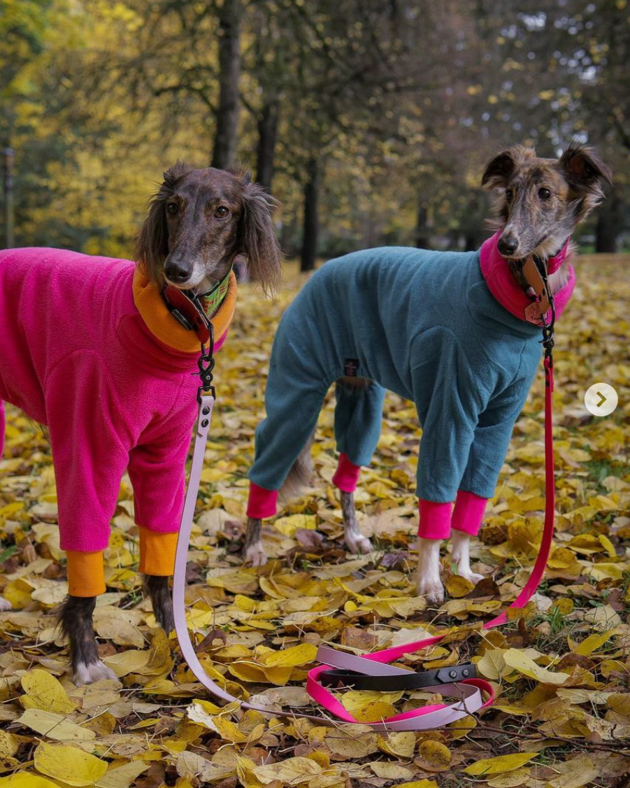 Two dogs in sweaters. One wearing a pink and orange sweater with lilac leash. Other is wearing a blue and pink sweater with pink leash.