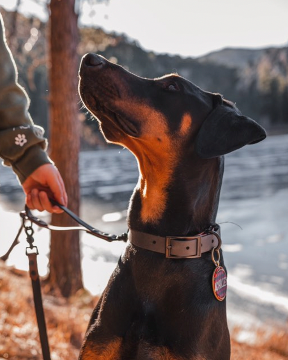 A Doberman in front of a river wearing a two-tone leash and collar set being held by their owner with a traffic handle.