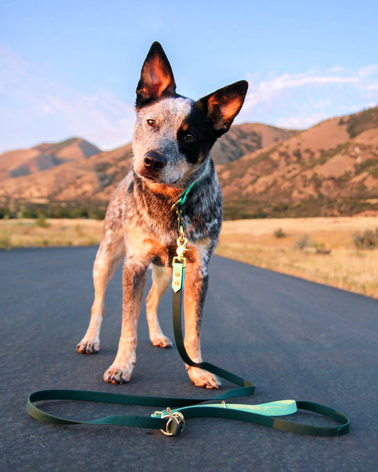 A dog standing in the middle of the road with mountains in the background. The dog has a two-tone BioThane leash attached to their collar. The colors are Classic Evergreen and Glacier Blue.