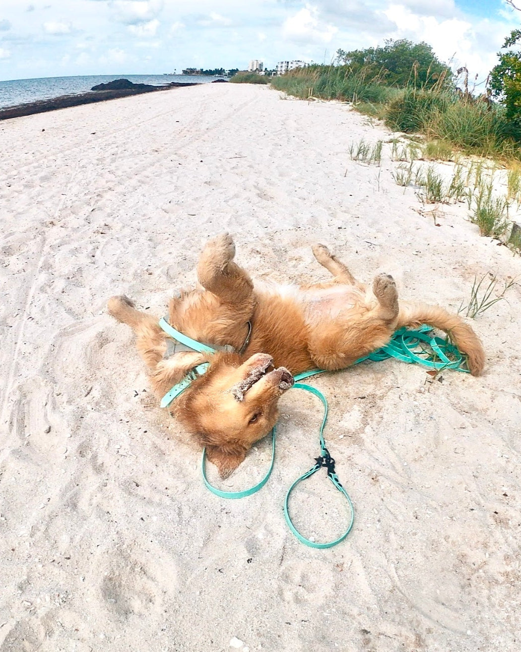 A golden retriever laying back up on a beach with trees in the background and a seafoam long leash made from BioThane.