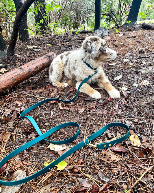 Dog laying next to a stump with a green waterproof classic leash and collar.