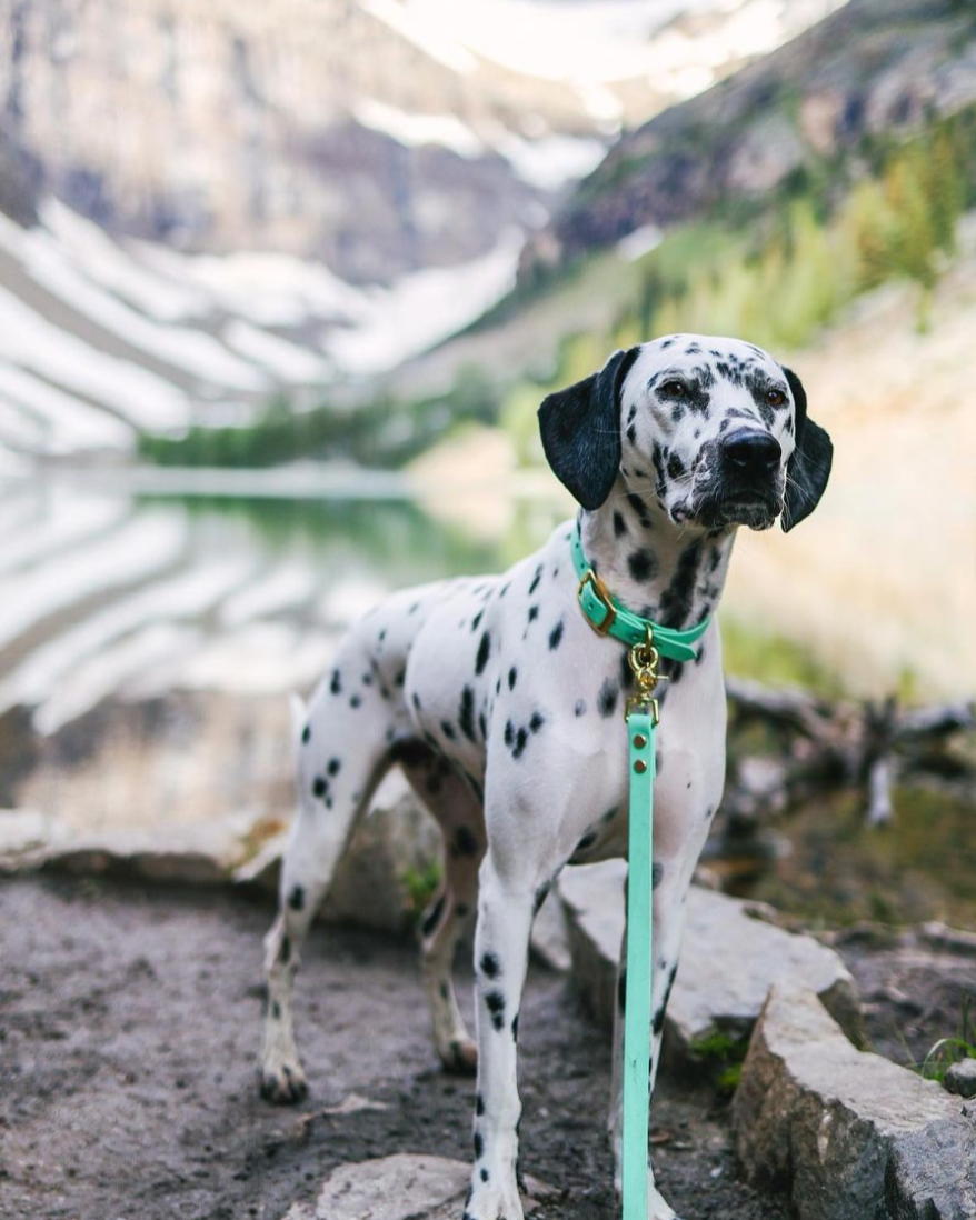 A dalmatian standing in a valley between mountains wearing a seafoam green BioThane collar and leash set.