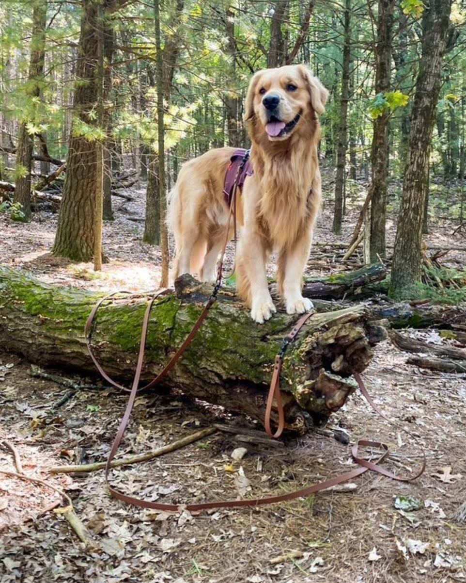 A golden retriever standing on a log in the forest. He has a long brown leash attached to him.