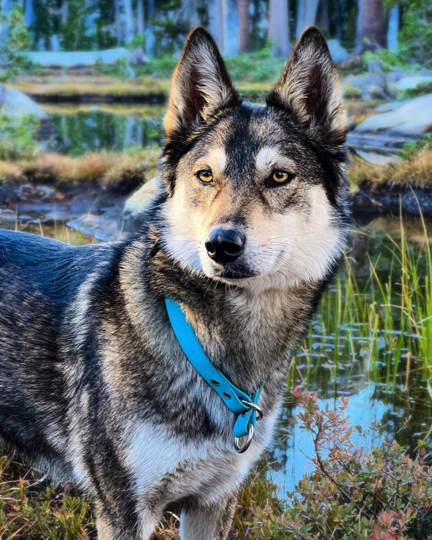 A husky wearing a glacier blue slip collar with silver hardware.