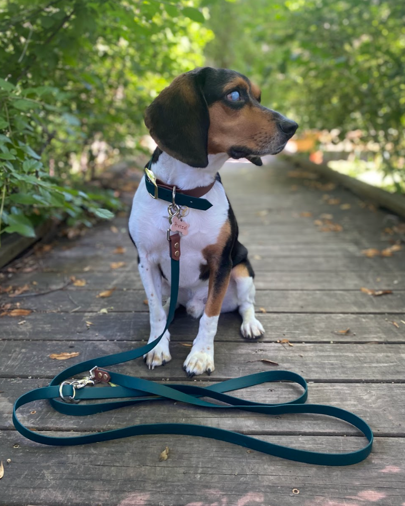 A beagle sits on a bridge with a green and brown leash and collar set. He is surrounded by green bushes.