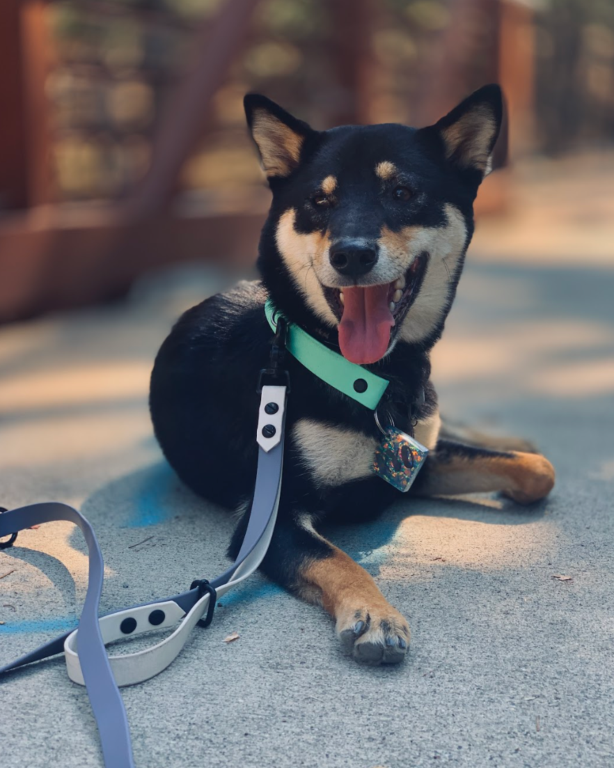 A shiba dog laying on concrete with a two-tone waterproof leash and collar.