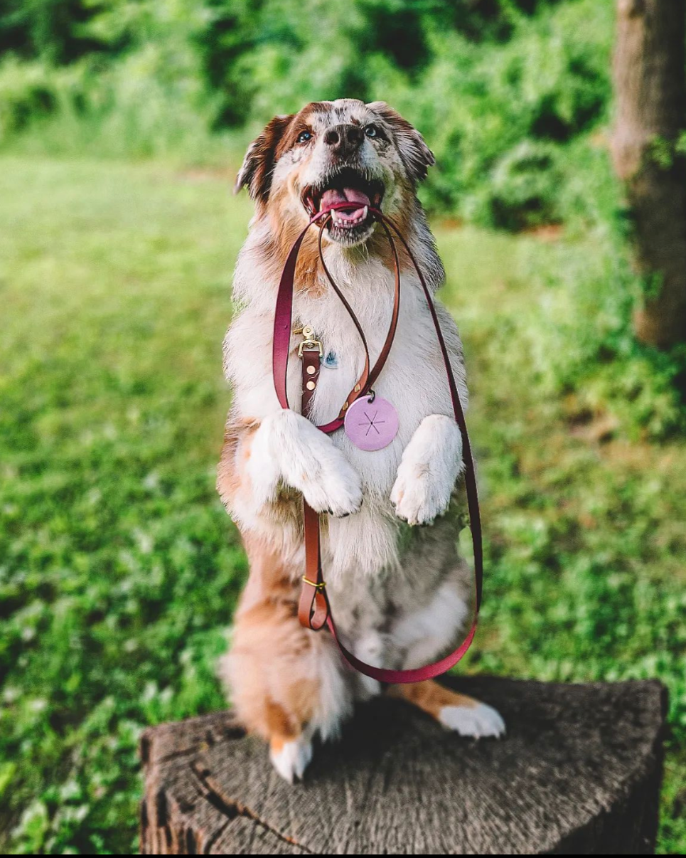 A white and black dog standing with two legs on a stump holding a leash in their mouth.