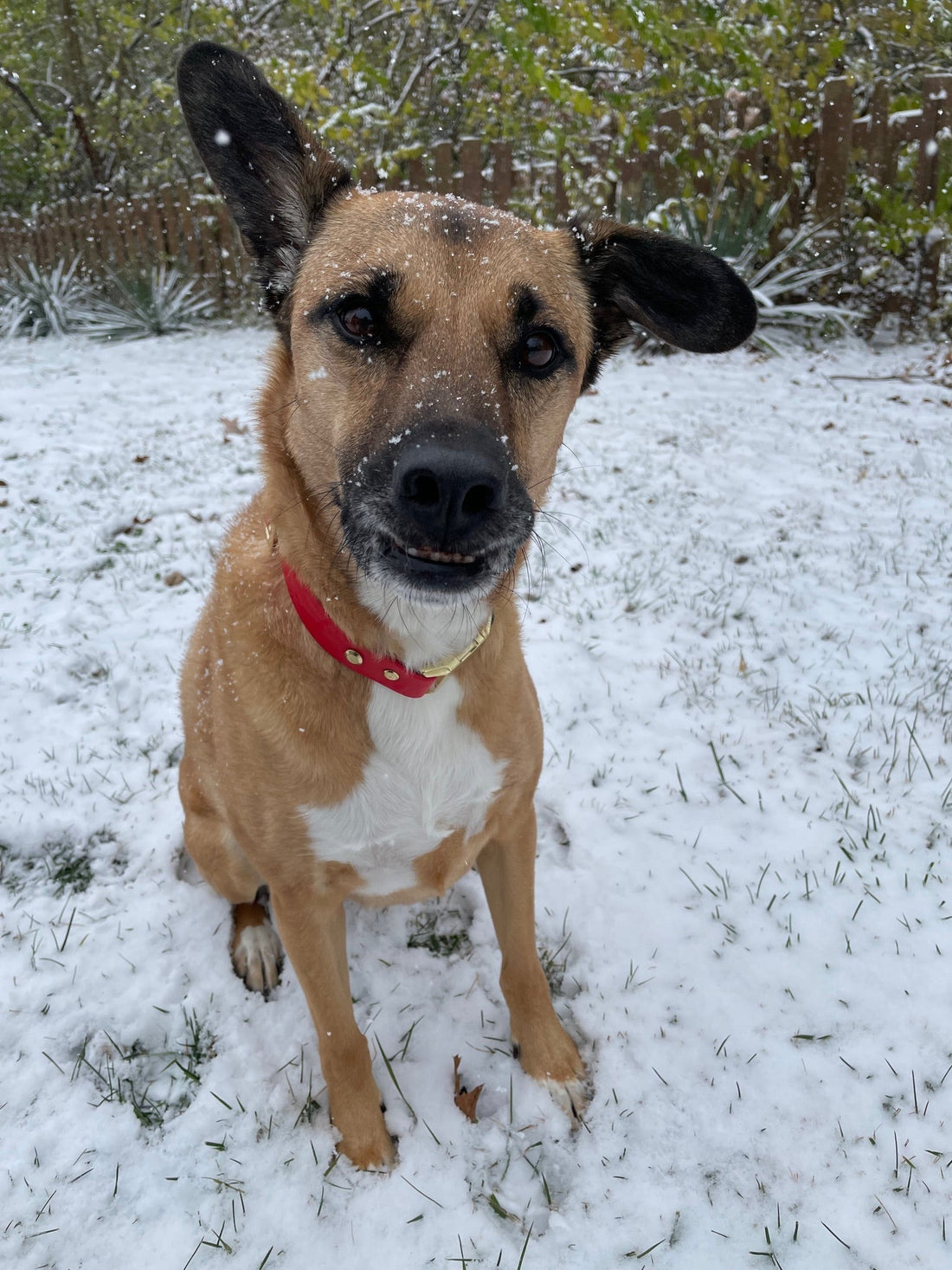 Why BioThane Is an Easy "Winter" Choice for Dog Parents