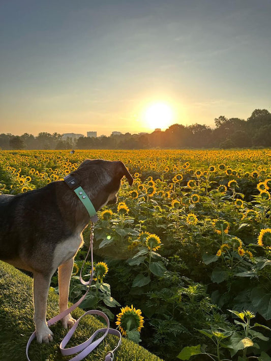 A black dog with a Fi collar and a BioThane leash looking over a sunflower field.