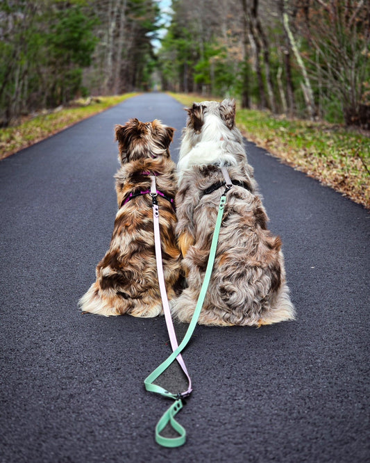 Walking Two Dogs at Once: Is a Dog Leash Splitter Actually Better Than Two Leashes?