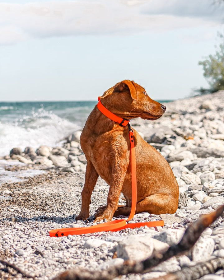 BioThane® vs. Nylon vs. Leather: WHAT'S THE BEST DOG GEAR MATERIAL?