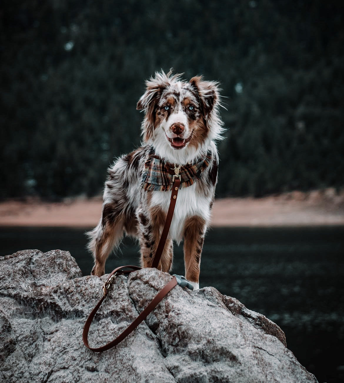 Best dog collar clearance for australian shepherd