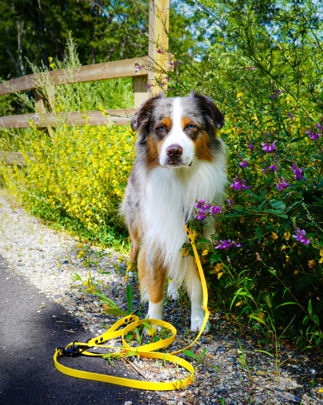 An Australian Shepherd standing in wildflowers on the side of the road wearing a Sunshine Yellow Multi-Way leash with an attached traffic handle