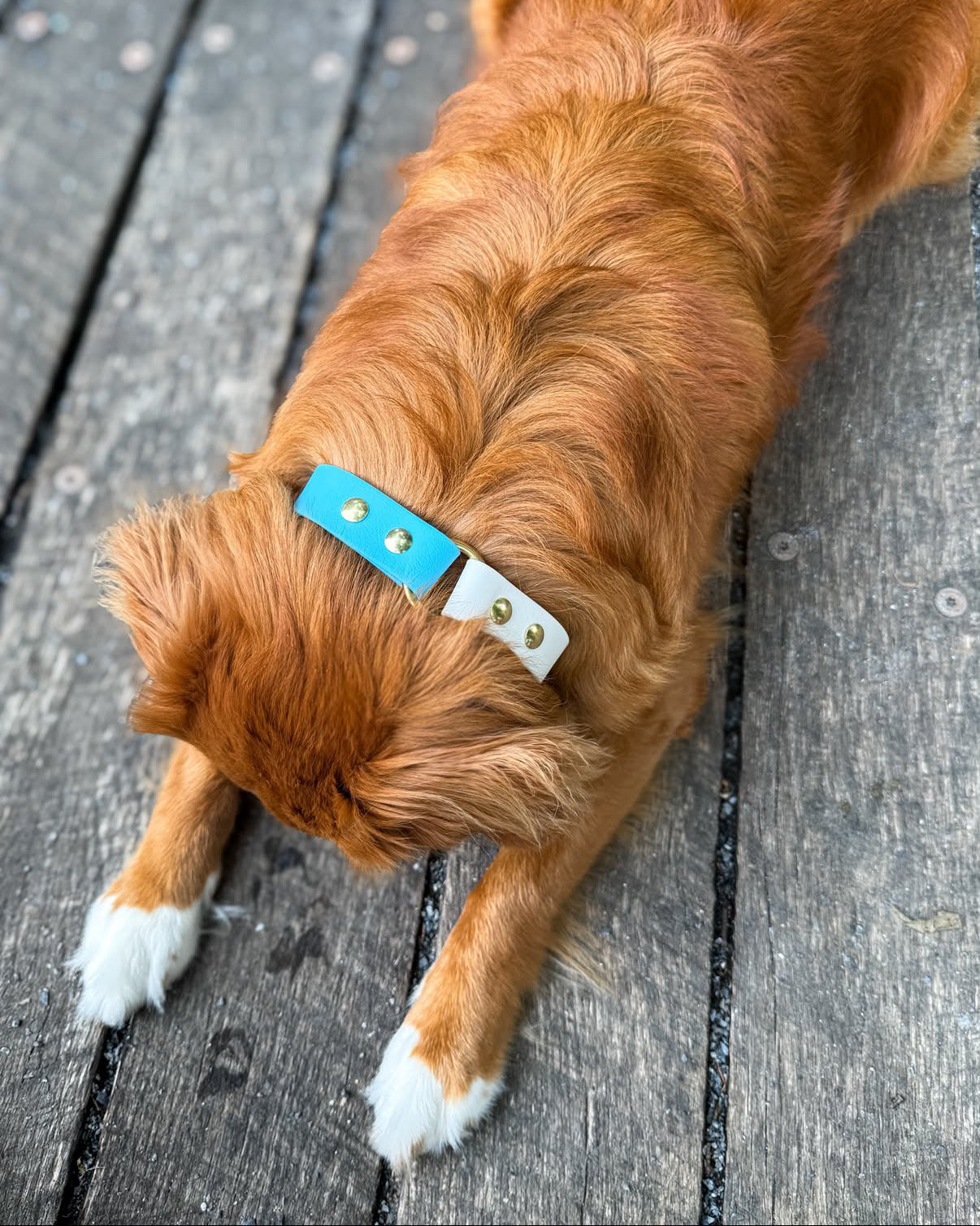A Toller dog lying on weathered gray wooden planks, wearing a Glacier Blue and Arctic White Two-Tone Slip Collar with gold-tone hardware.