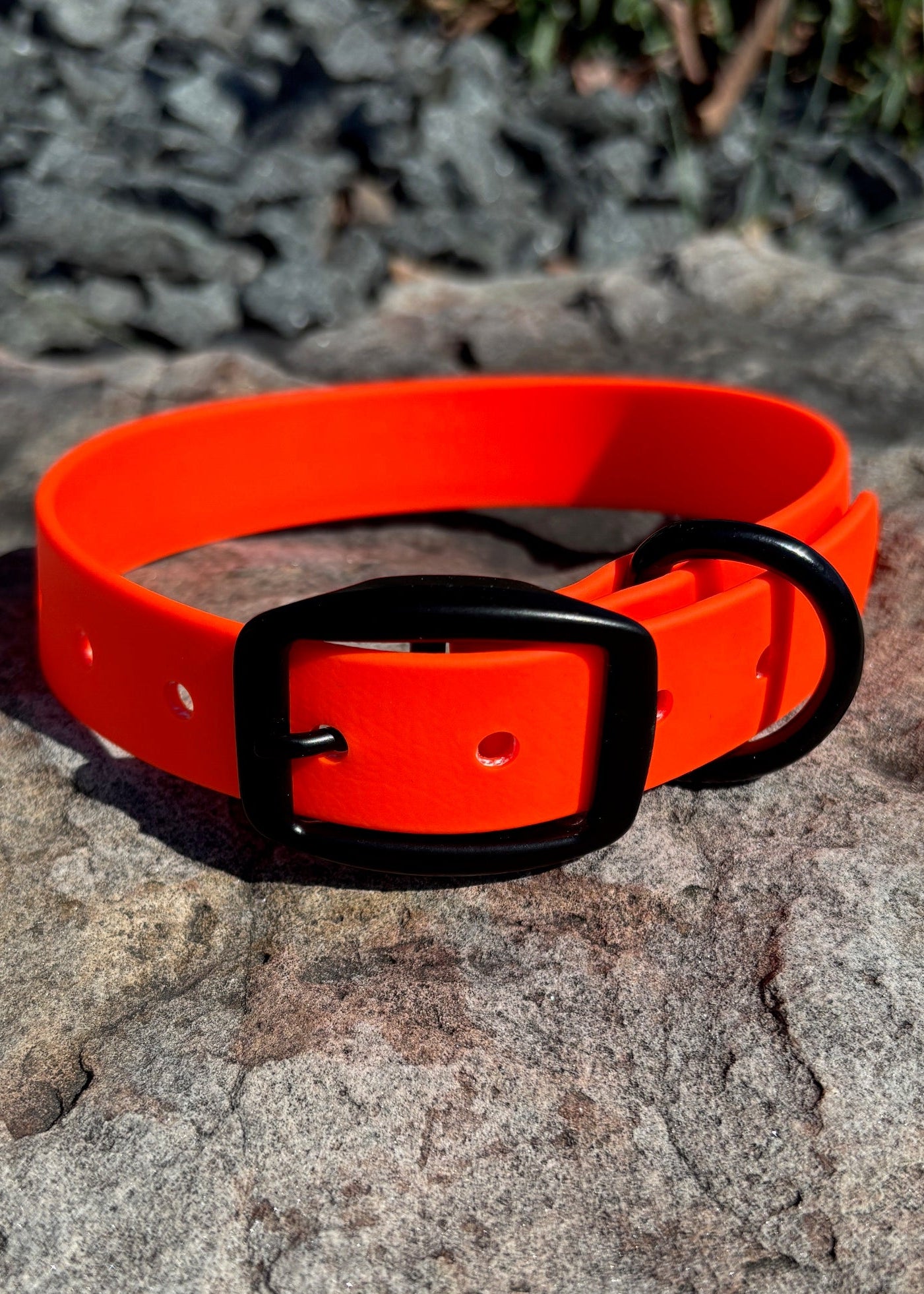 Blaze Orange dog collar with black hardware on a stone surface