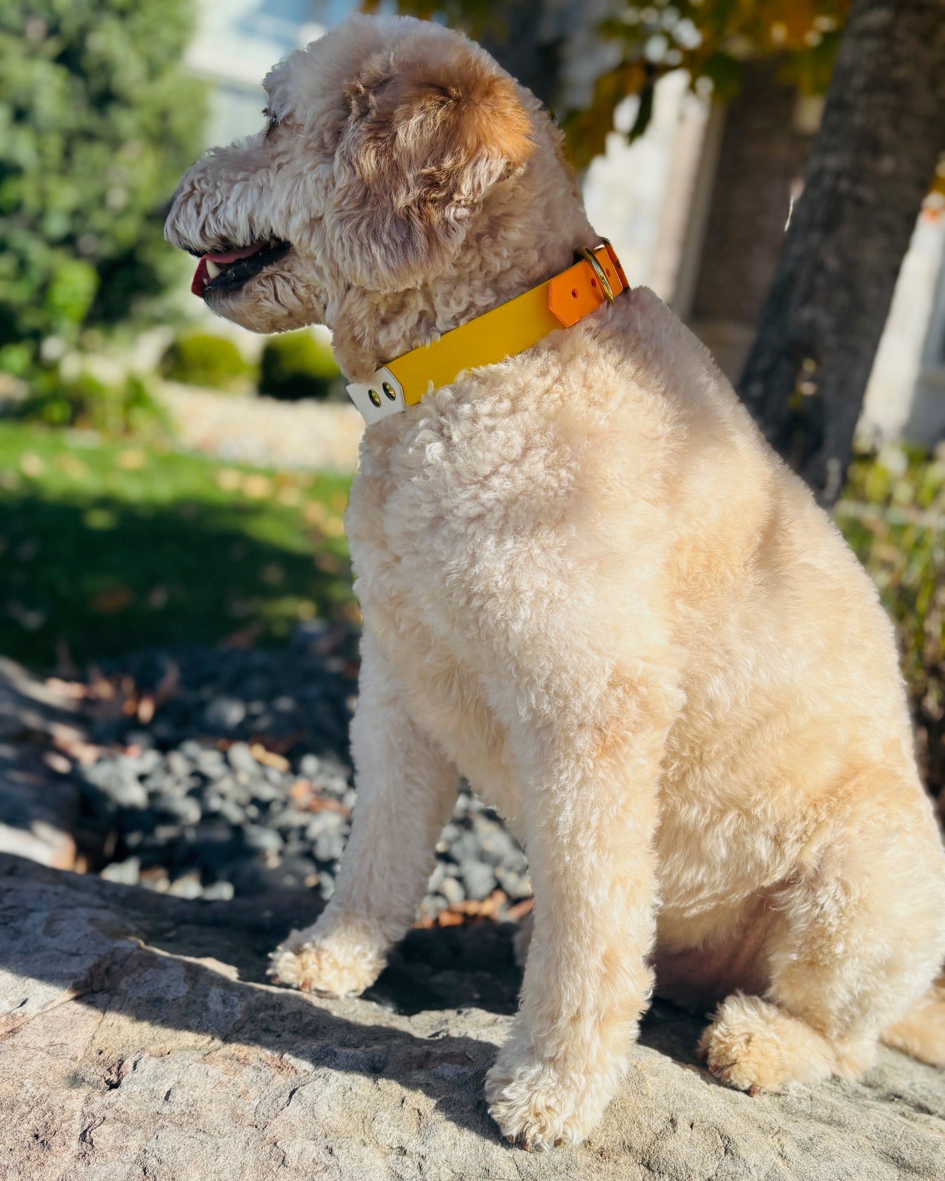 A white doodle wearing a Tangerine Orange, Sunshine Yellow and Arctic White collar sitting on a rock with a profile shot of the dog.