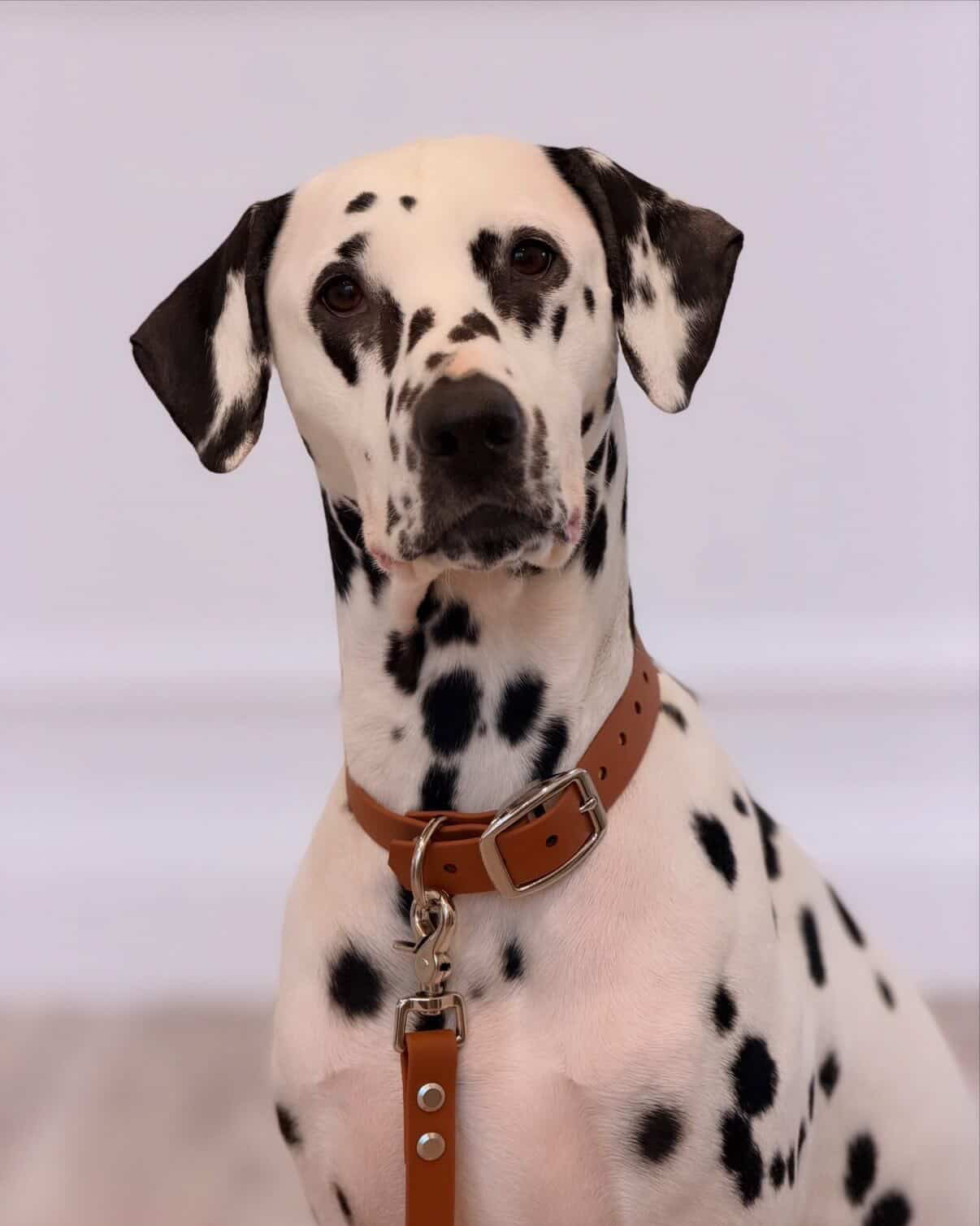 Dalmatian dog wearing a brown BioThane collar with a leash on a white background