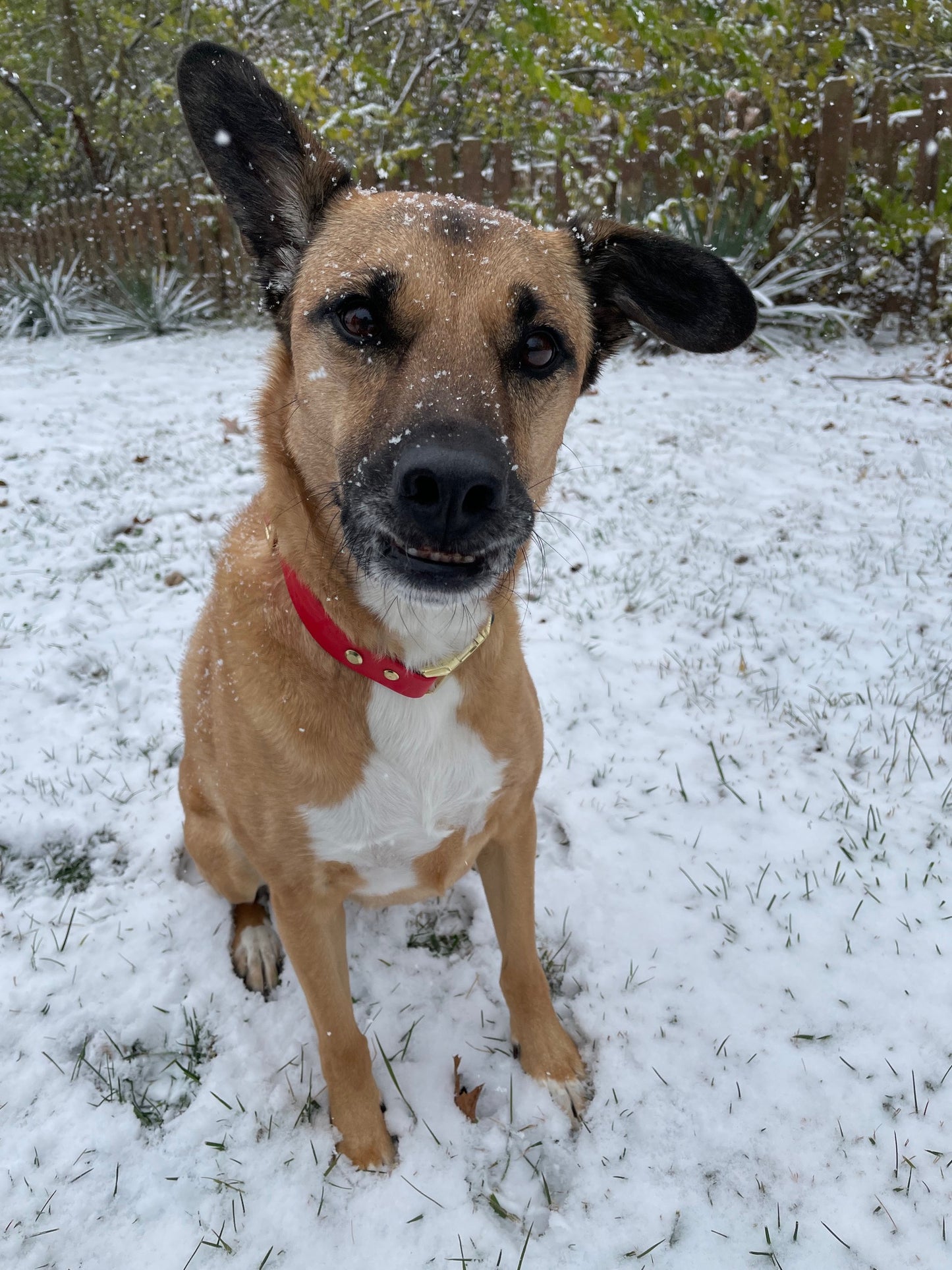 Millie with the Christmas collar in the snow