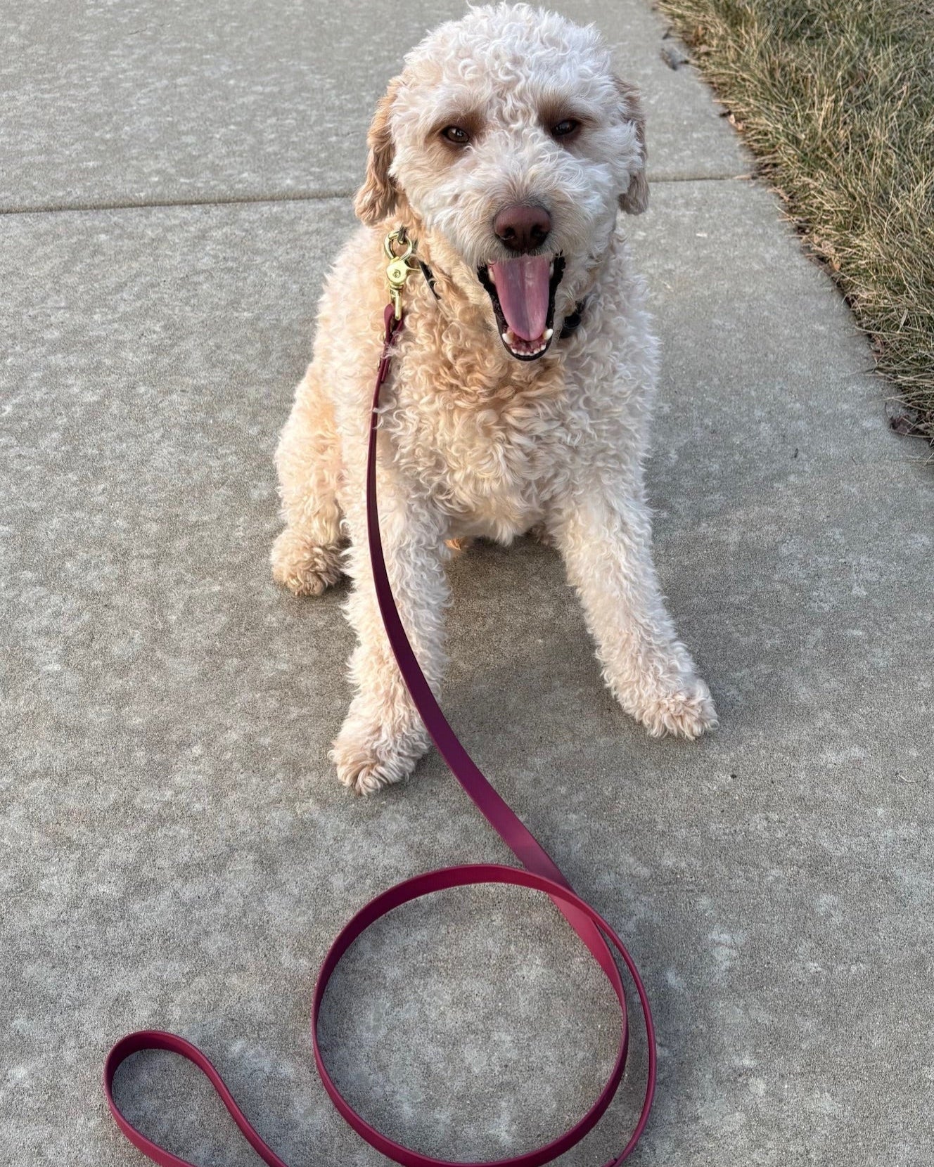 A goldendoodle sitting on a sidewalk wearing a wine colored classic leash made out of BioThane.