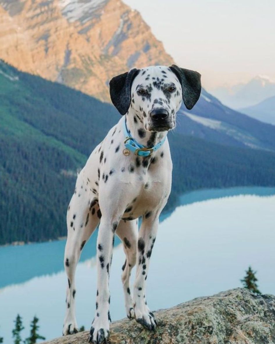 A dalmatian standing on a rock in front of a mountain in river wearing a blue collar.