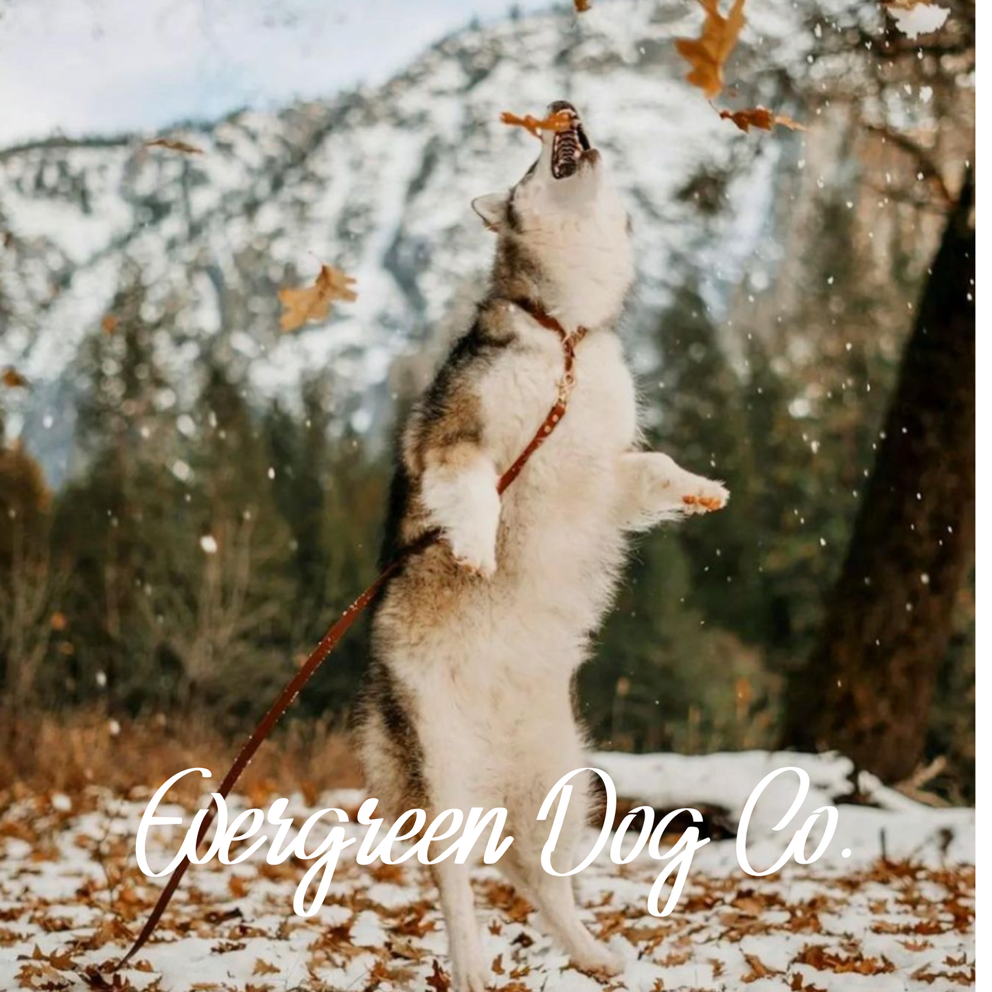 Husky dog jumping at falling leaves with a brown leash attached and a brown collar.