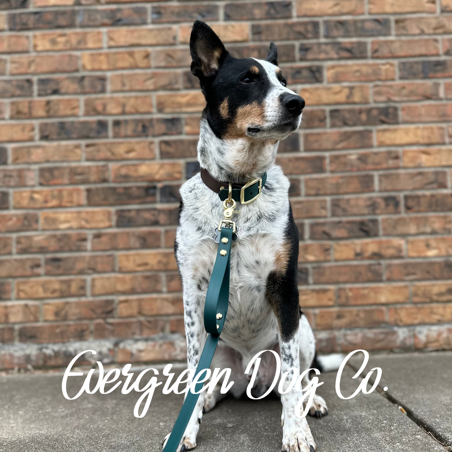 Dog sitting against a brick wall with a BioThane leash and handle