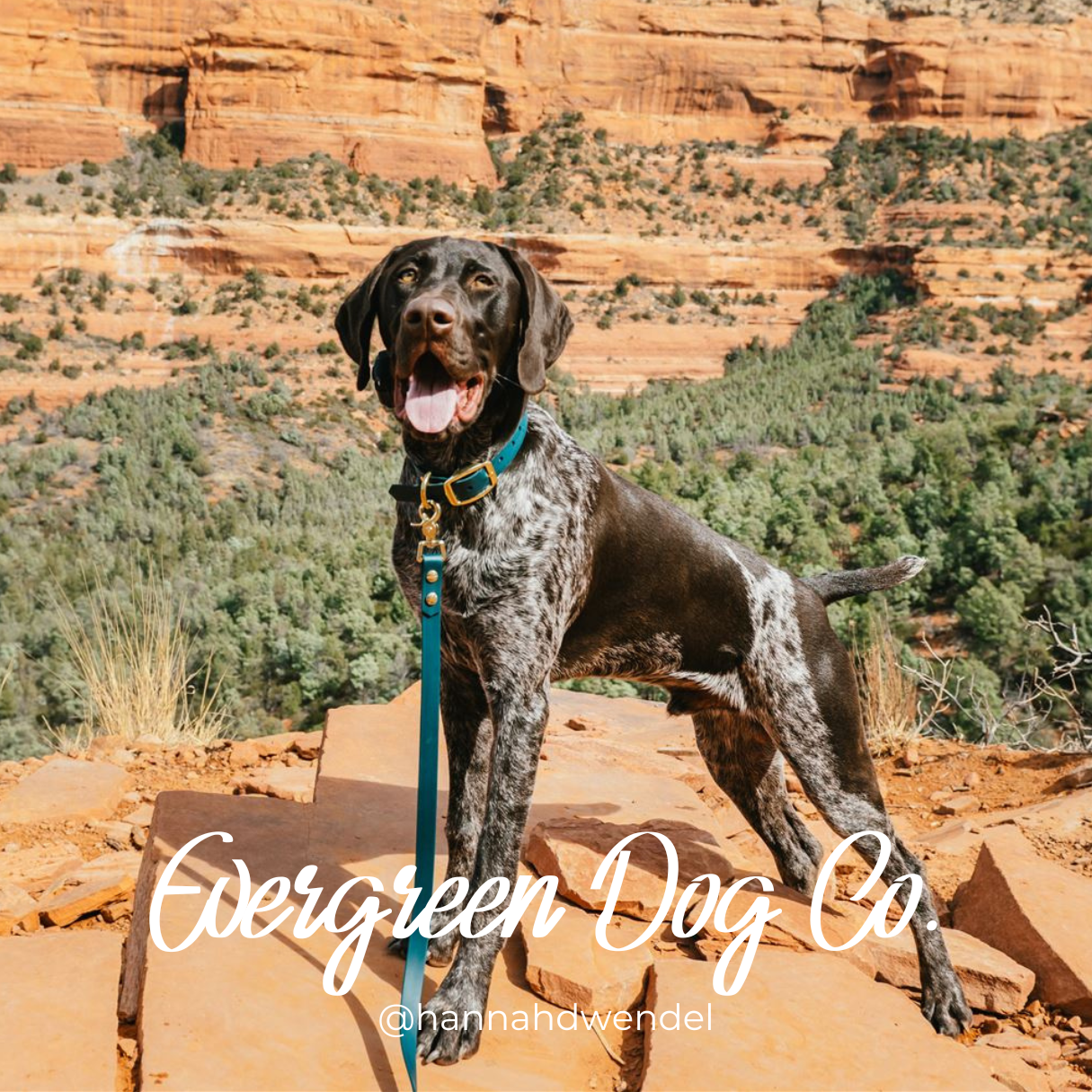 Dog gear shop companies