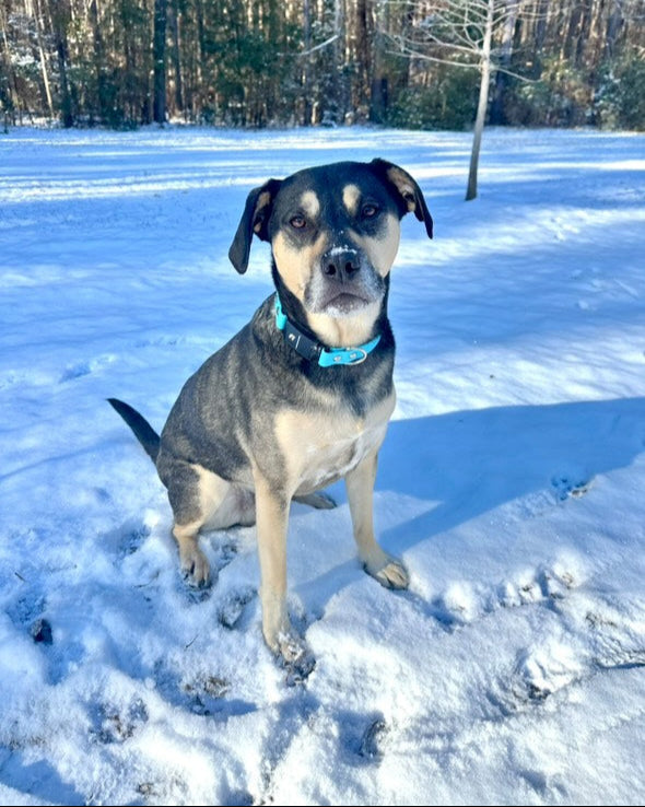 A black and brown dog sitting in the snow wearing a glacier blue Fi collar made from BioThane. There is a line of trees in the background.