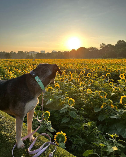 A dog standing in a sunflower field with the sun setting in the horizon. The dog is wearing a green Fi collar with a lilac leash attached.